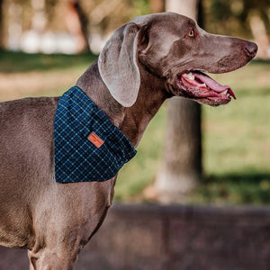 Bandana tartán azul marino - Perros Unidos