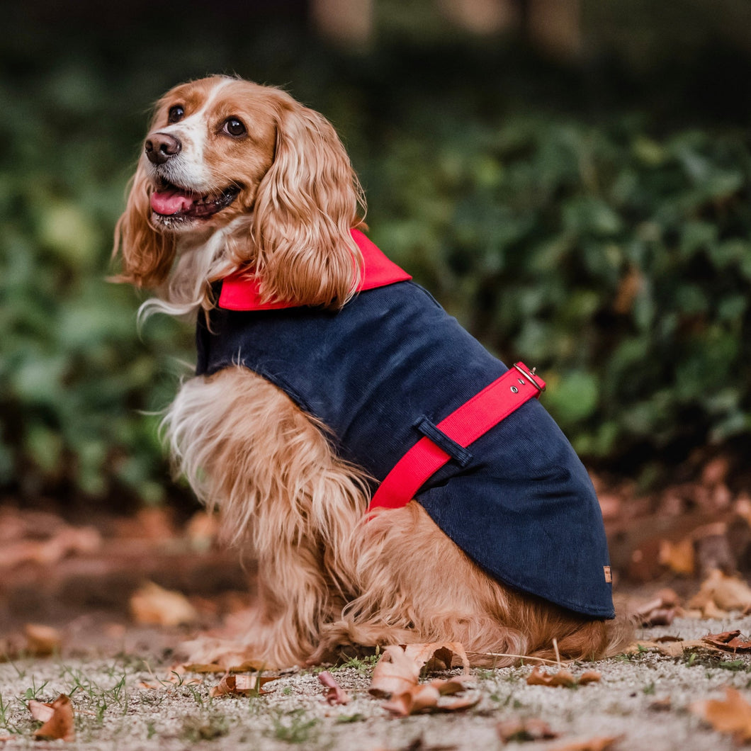 Capa inglesa cotelé azul marino - Perros Unidos