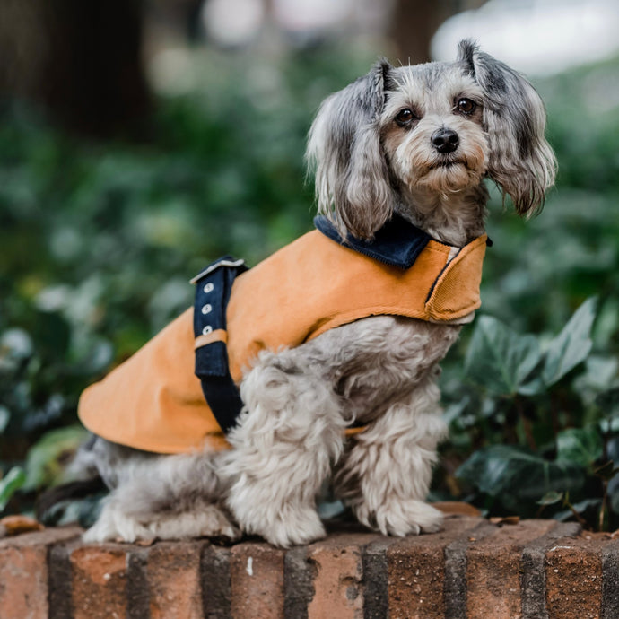 Capa inglesa cotelé mostaza - Perros Unidos