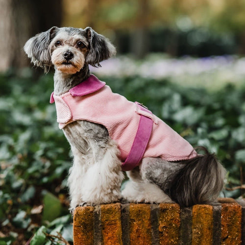 Capa inglesa cotelé rosada - Perros Unidos